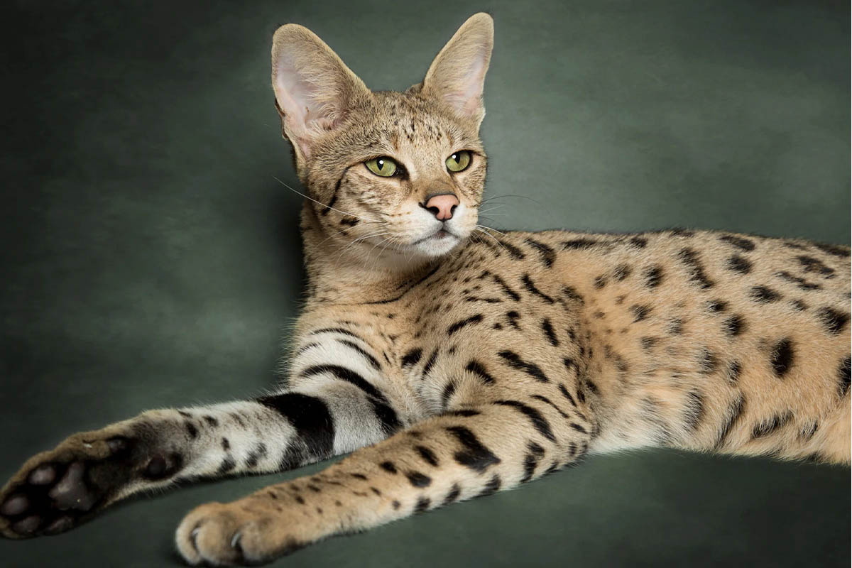 koltukta uzanan savannah kedisi