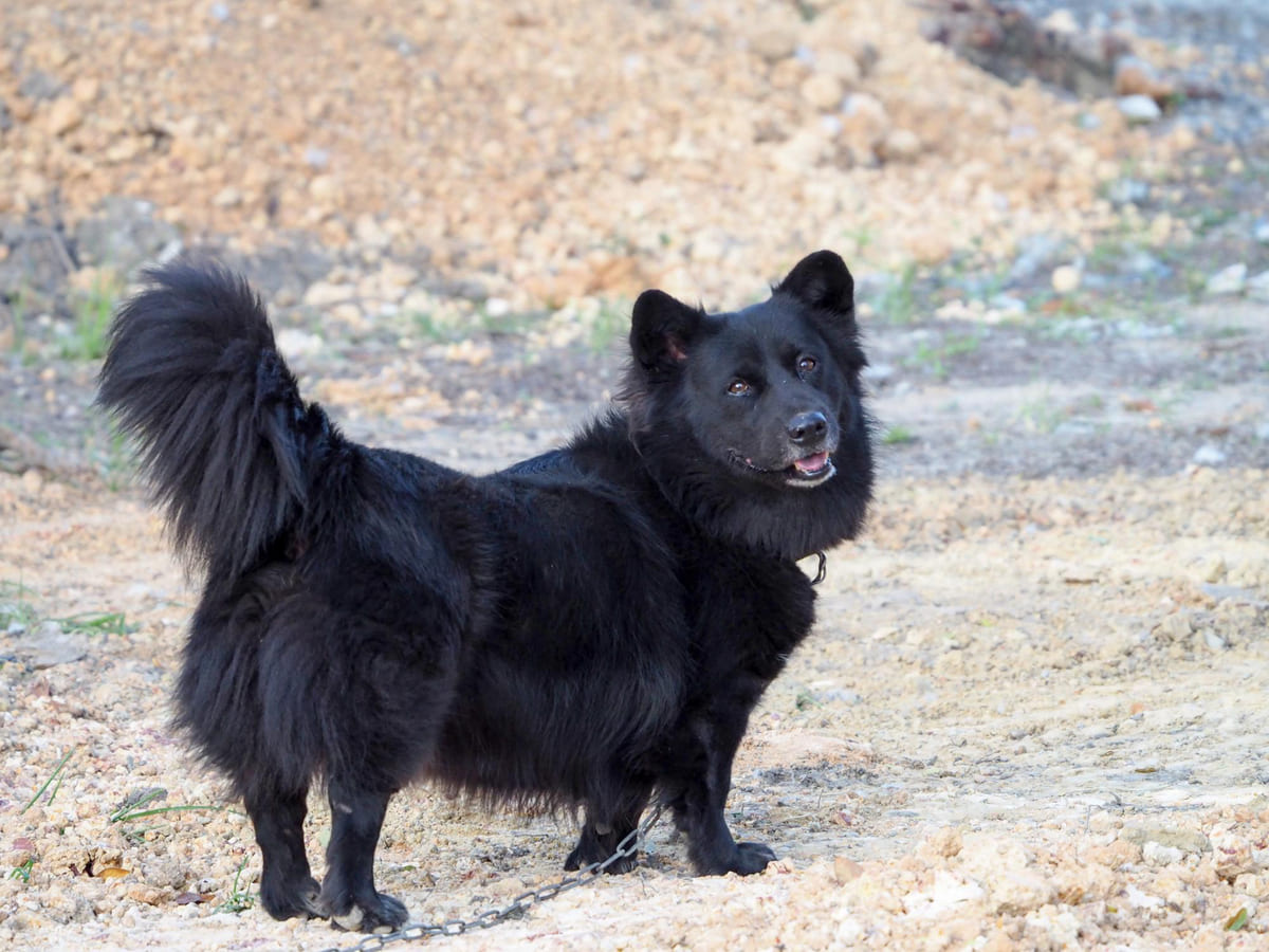 Schipperke