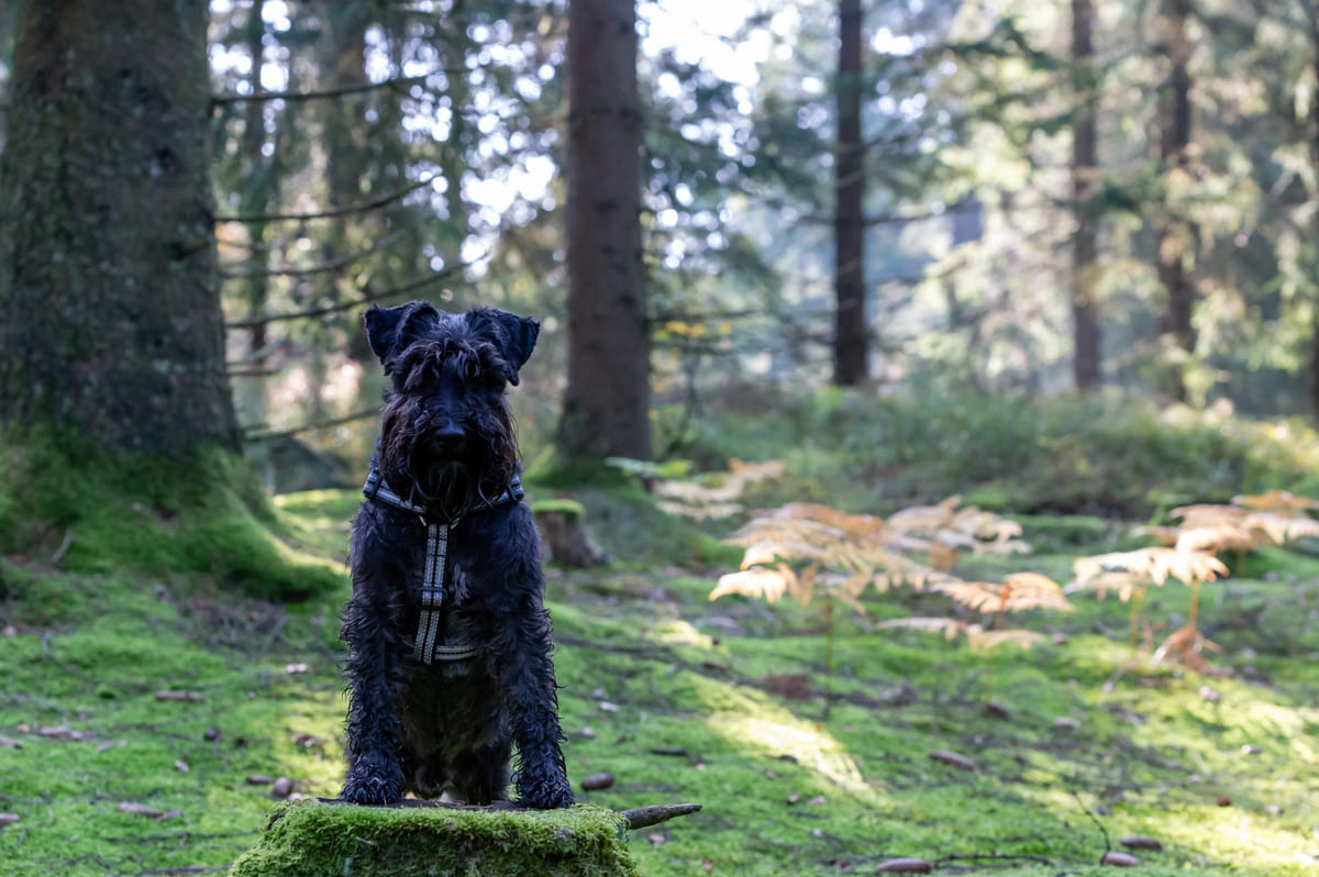 Schnauzer 