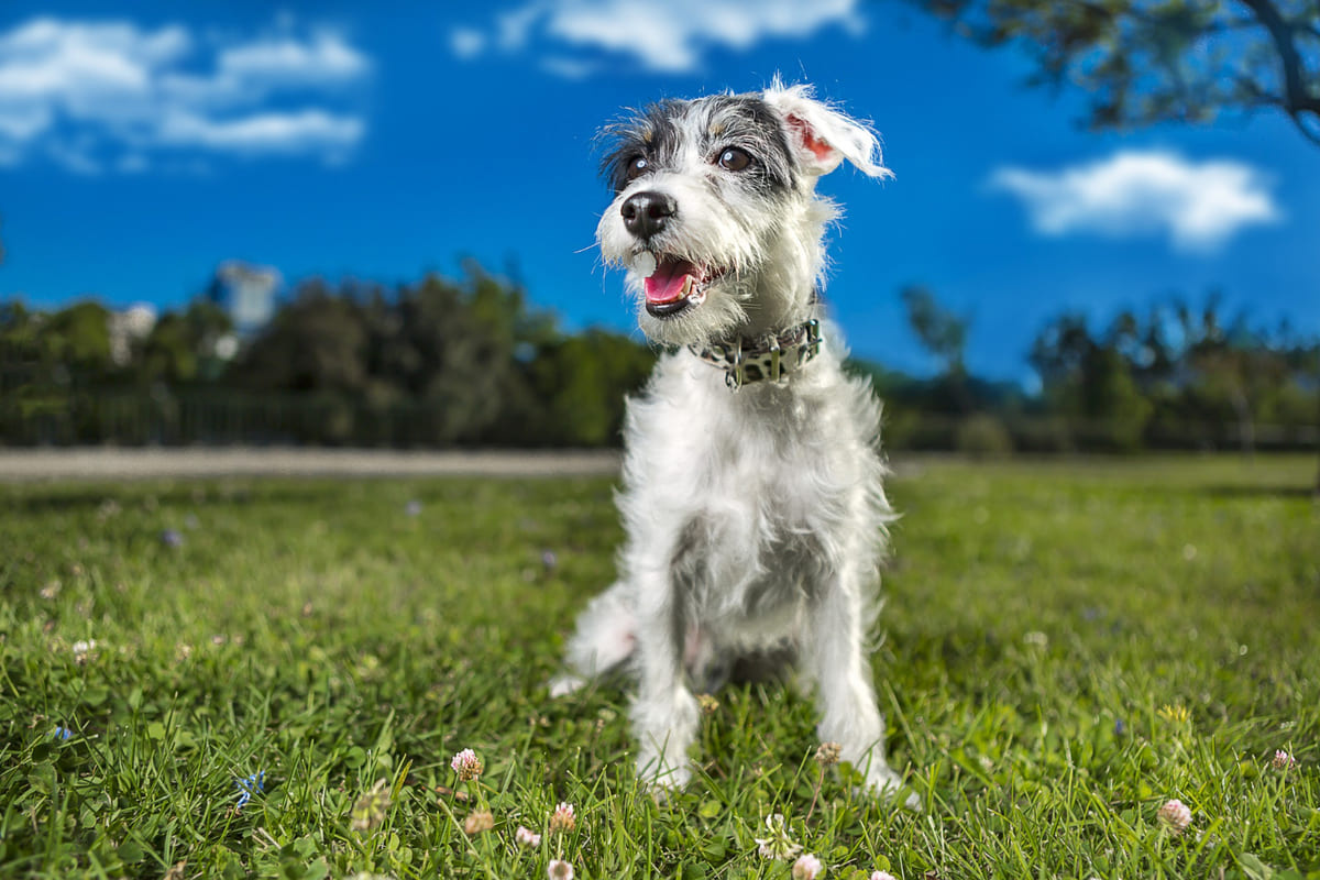 açık arazide oturan ağzı açık köpek