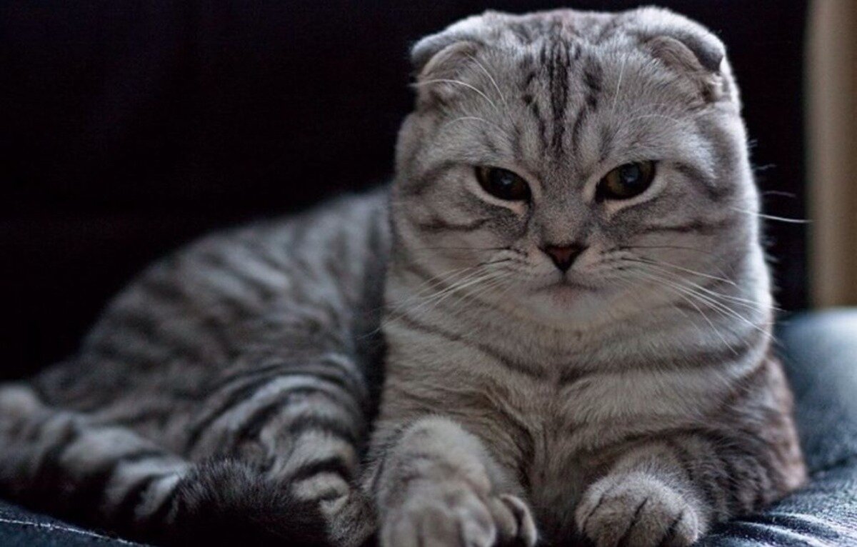 Scottish fold cinsi kedi gri renkli