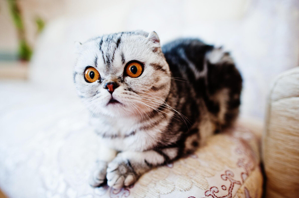 kehribar gözlerini şaşkınlıkla açmış Scottish Fold 