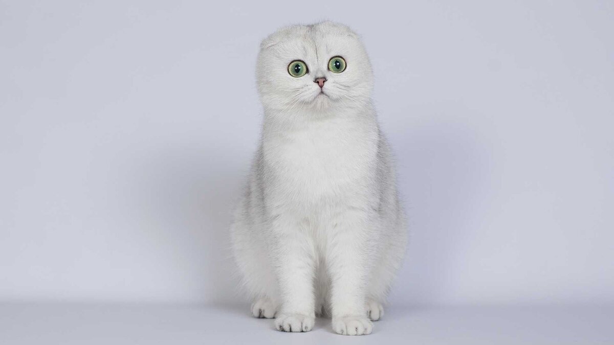 beyaz tüylü Scottish fold