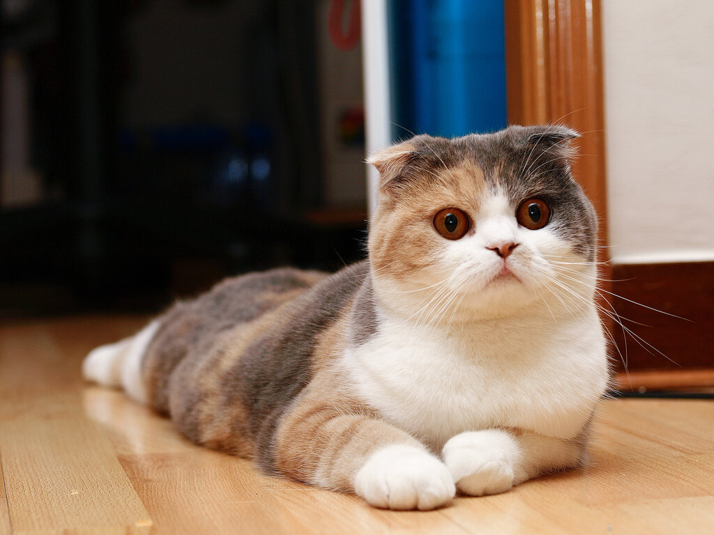 yerde yatan 3 renkli Scottish Fold kedi
