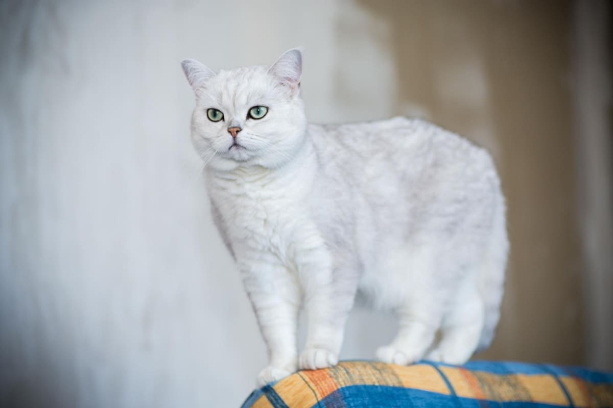 koltuk sırtında duran kedi