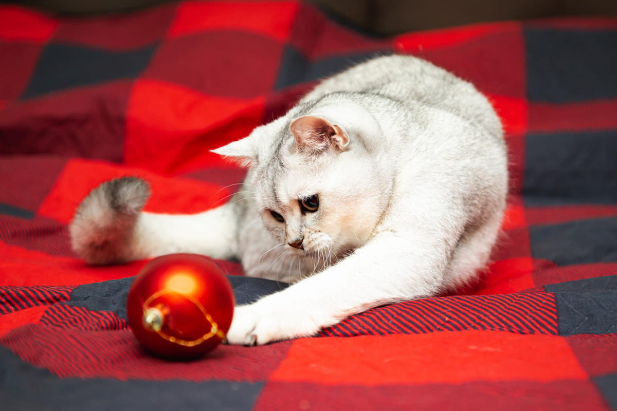 kırmızı renkli yılbaşı süsüyle oynayan kedi