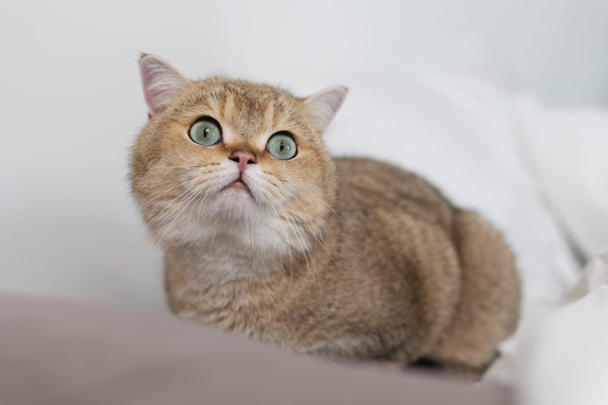 uzağa odaklanarak bakan mavi yeşil renkte gözlere sahip kedi