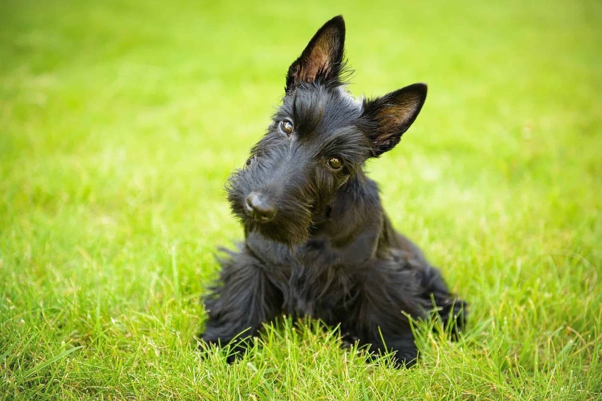 Scottish Terrier