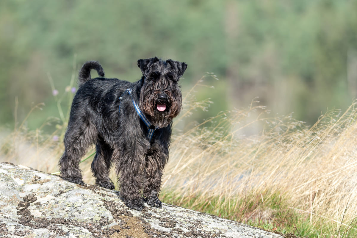 kayanın üzerinde dili dışarıda duran siyah köpek