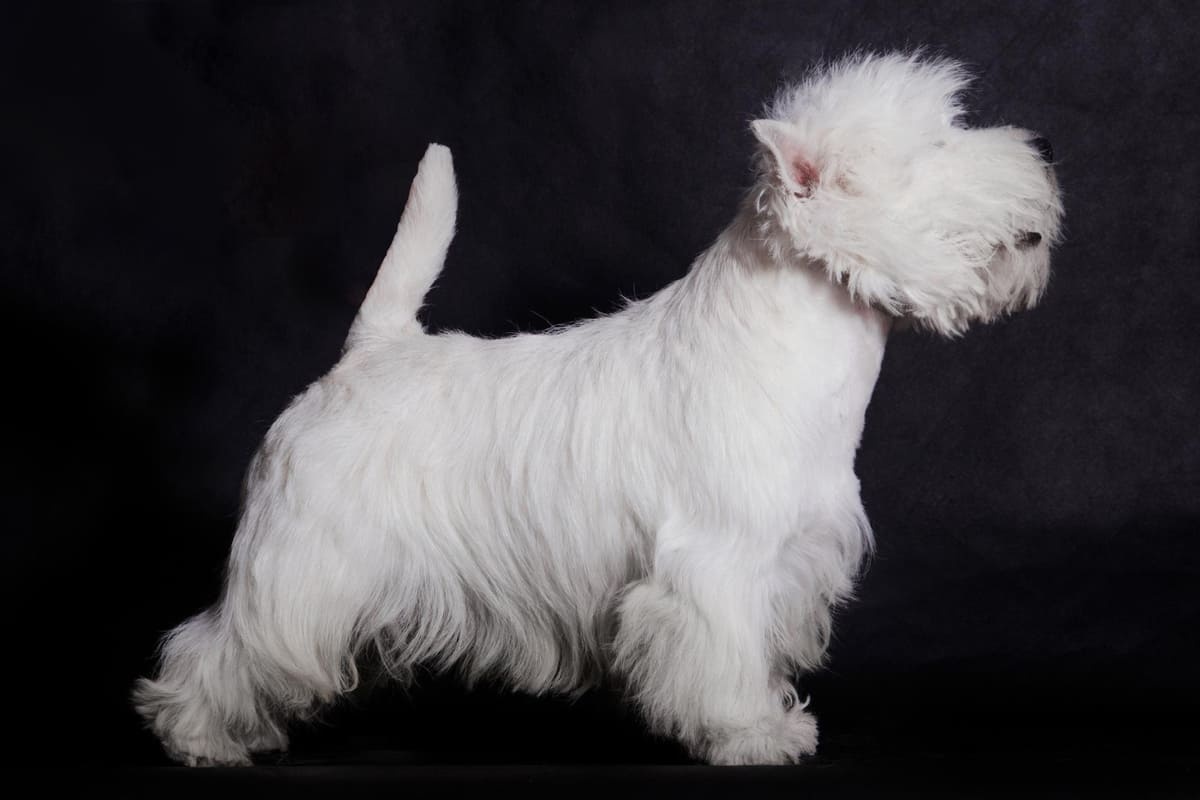 Sealyham Terrier