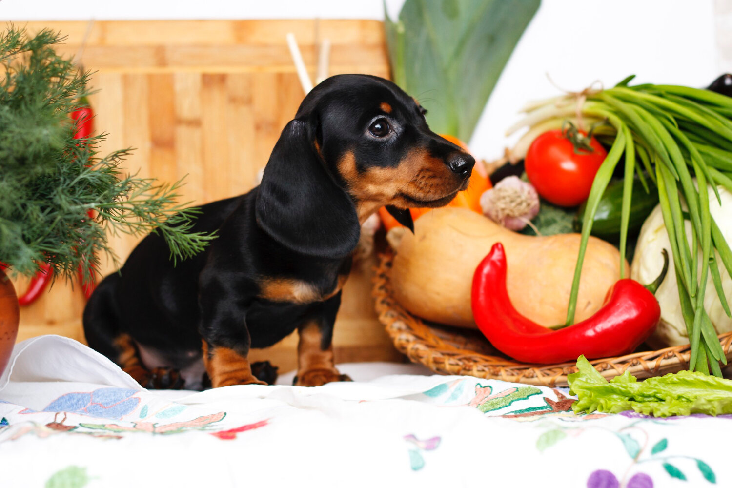 sebzelerin arasında duran köpek