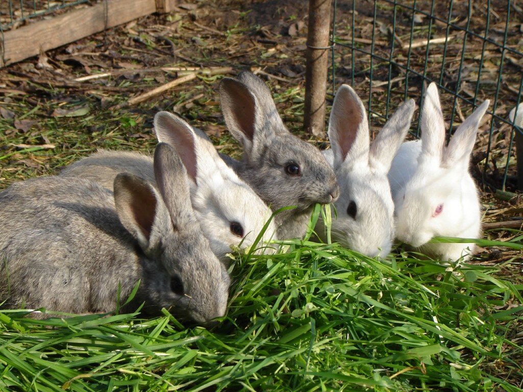 yeşillik yiyen tavşanlar
