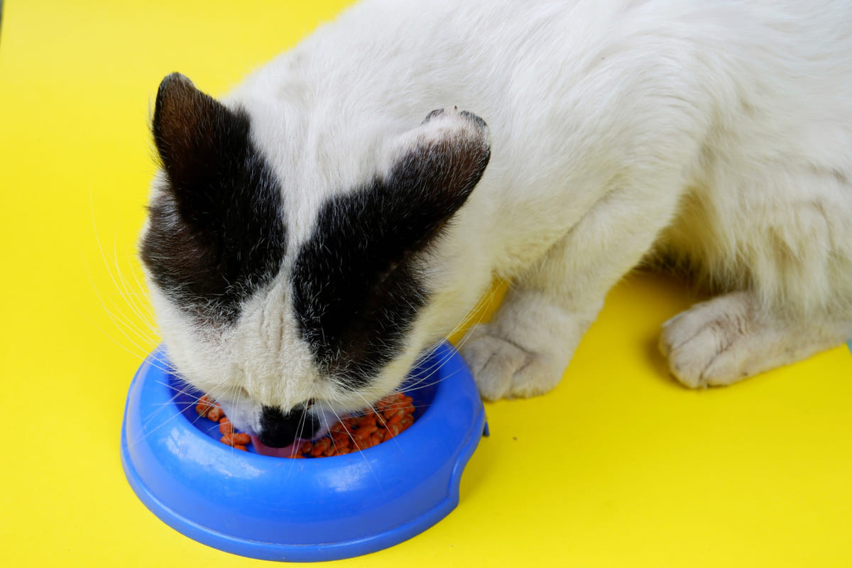iştahla mama yiyen kedi
