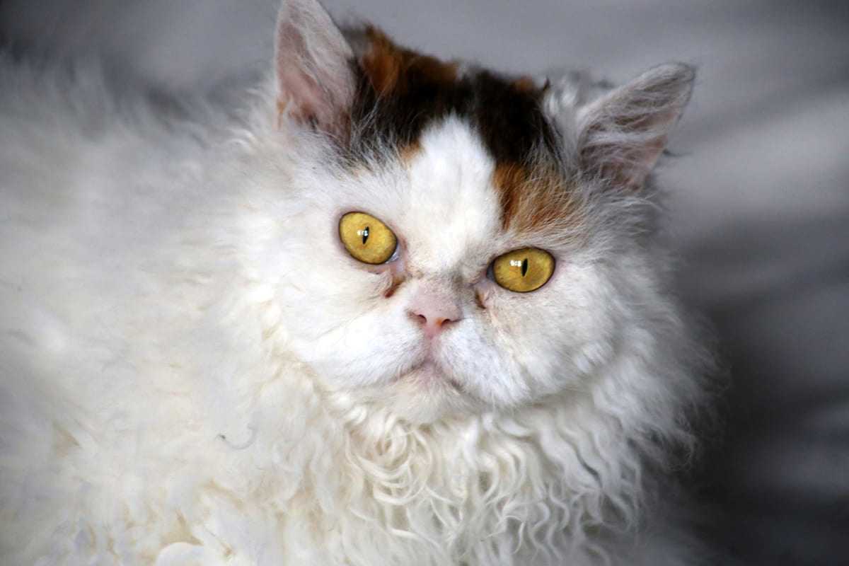 beyaz ağırlıklı uzun tüyleri olan Selkirk Rex kedisi