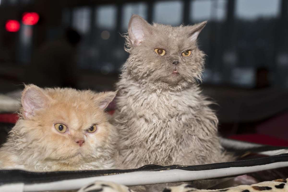 iki tane Selkirk Rex kedisi