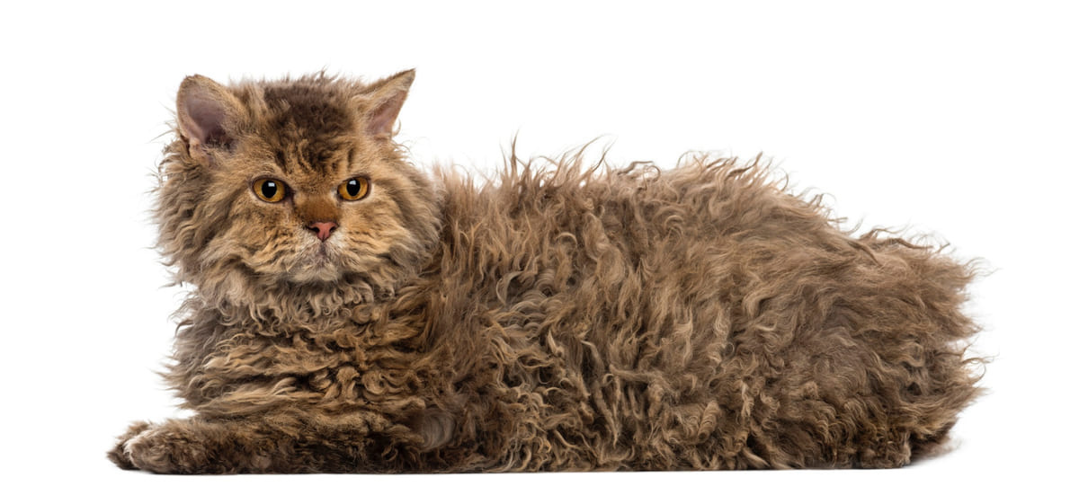 kahverengi tüylü Selkirk Rex kedisi