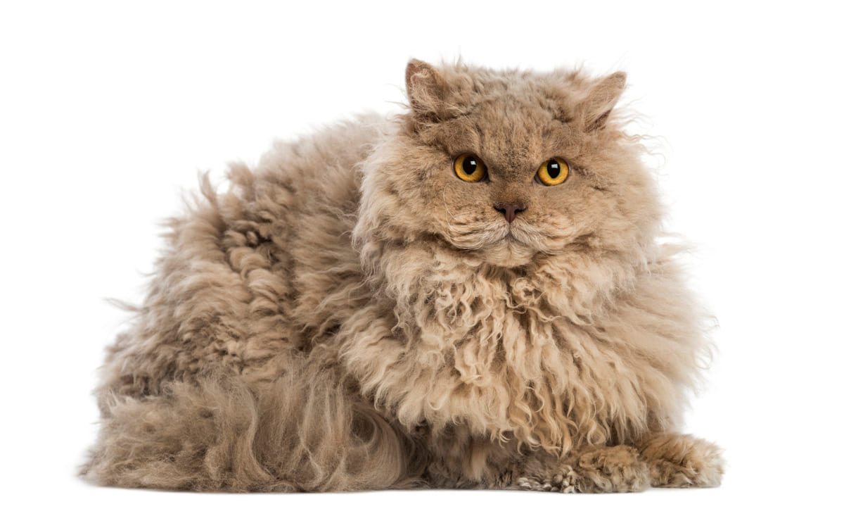 kahverengi uzun tüylere sahip Selkirk Rex kedisi