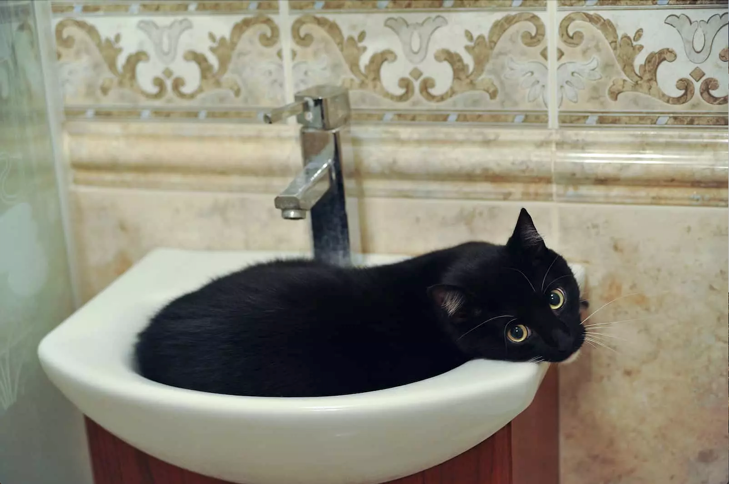lavaboda yatan siyah kedi