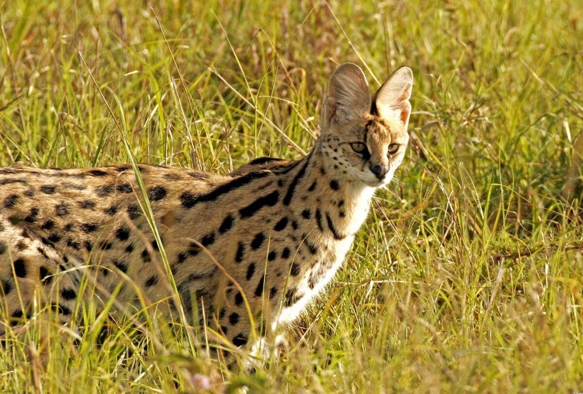 serval