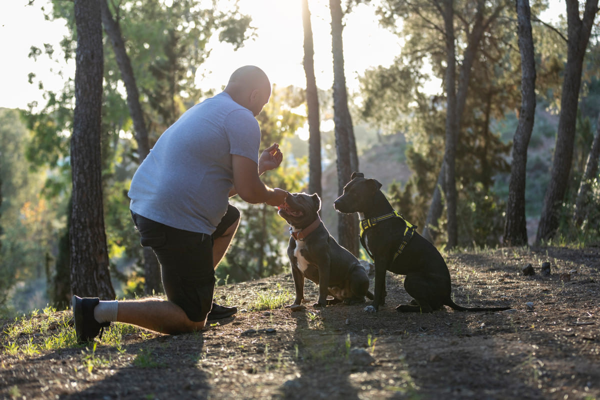 iki köpek ve onlara eğitim veren sahipleri