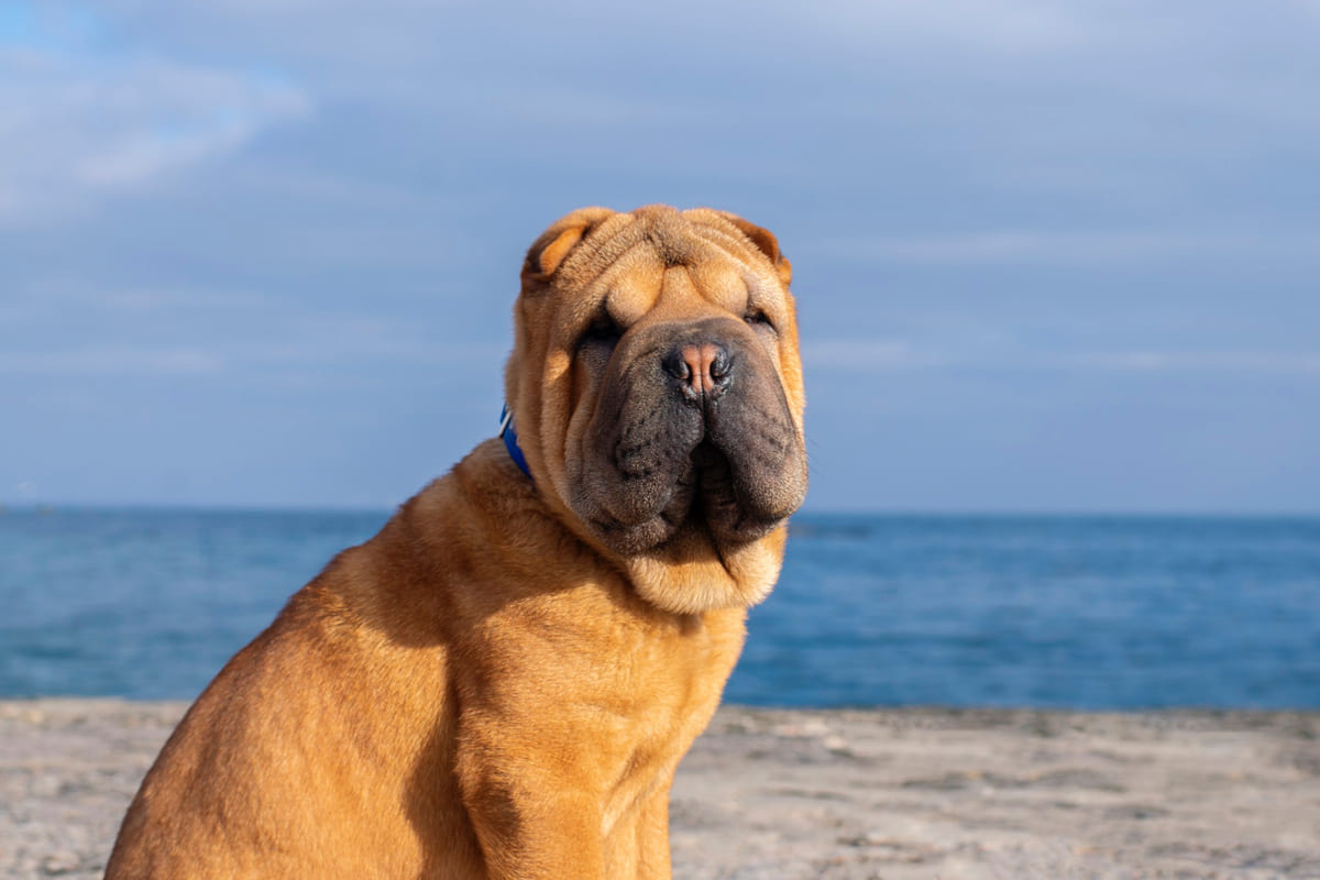 Shar Pei ırkına mensup köpek