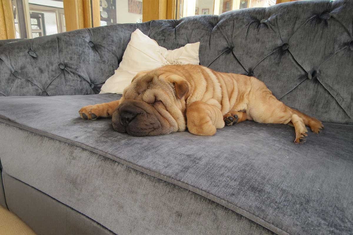 gri koltukta yaran kıvrımlı cilt yapısına sahip açık kahve tonlarında köpek