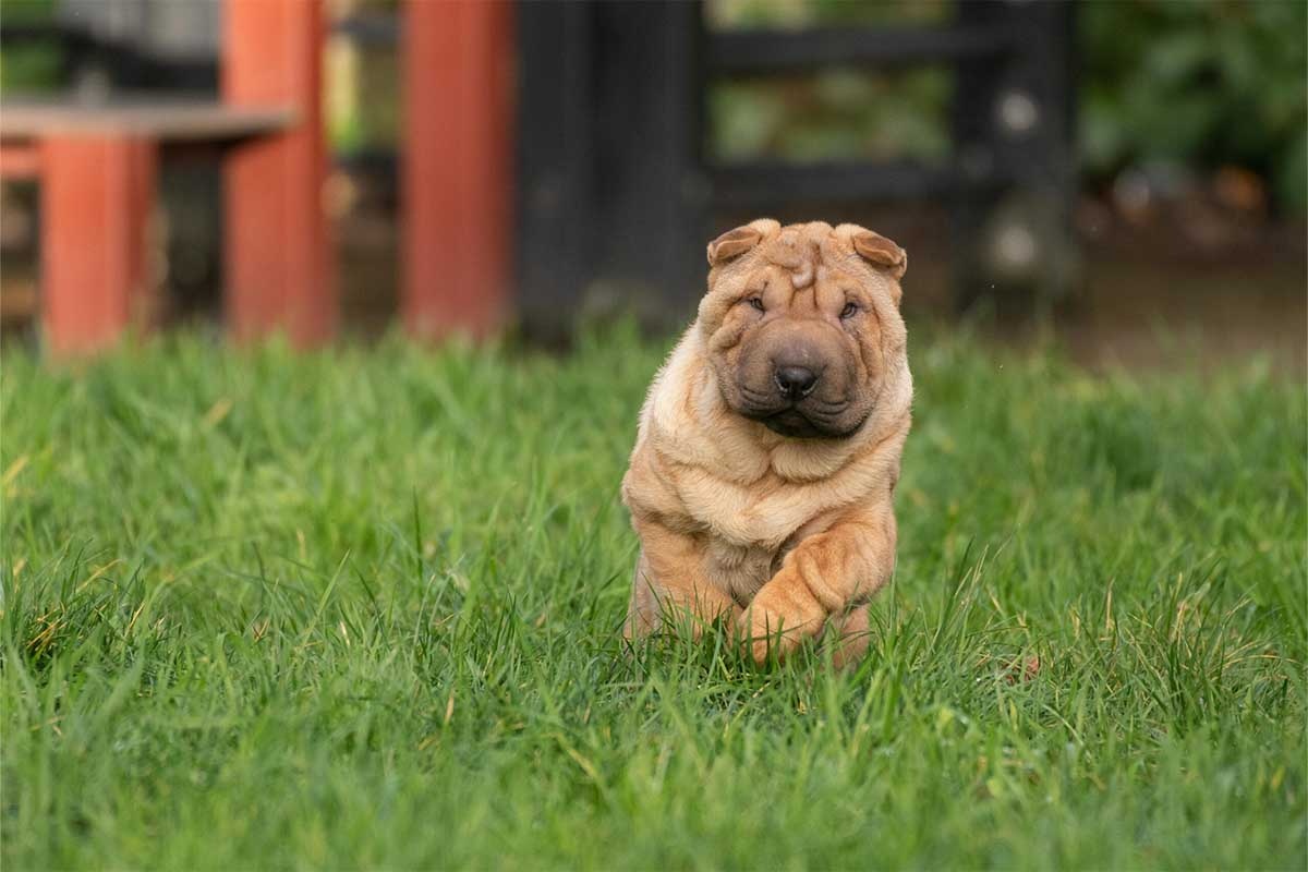 çimlerde koşan Shar pet köpeği