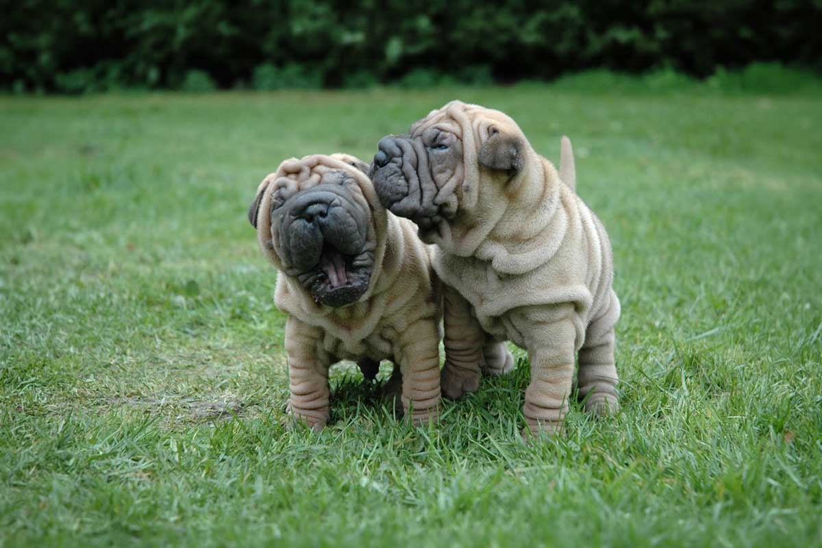 Yavru Çin shar pei köpekleri yan yana