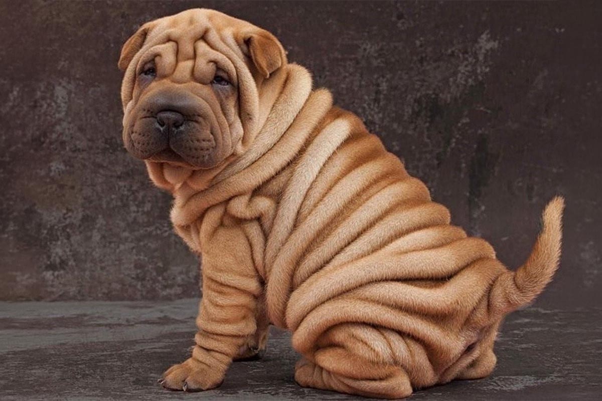 kadraja bakan Shar pet ırkı köpek