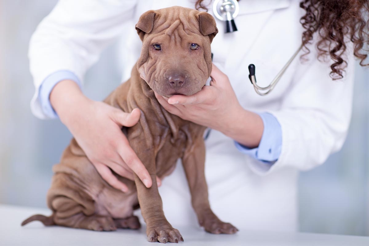 yavru shar pei veteriner hekim kontrolünde