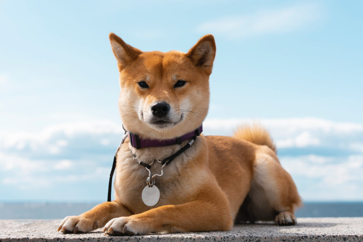 shiba inu ırkına mensup köpek