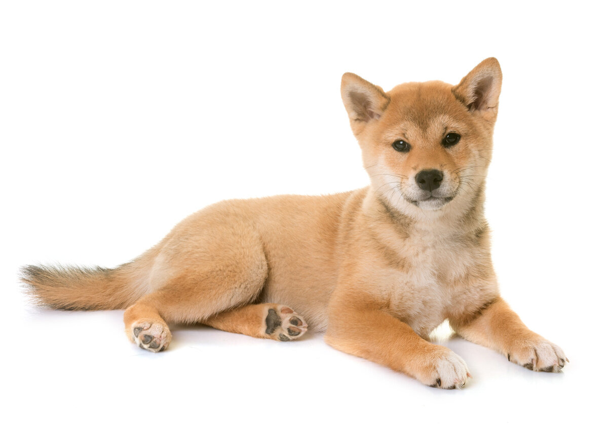 yavru shiba inu