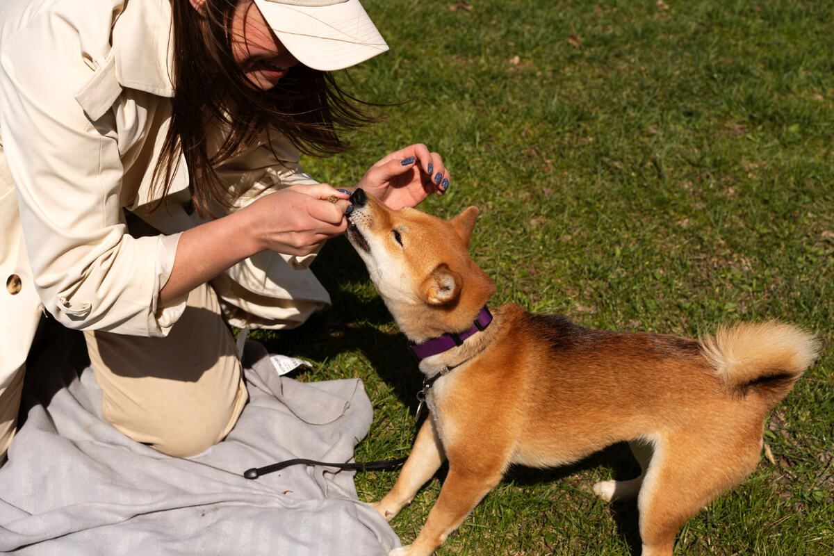 sahibiyle dışarda zaman geçiren shiba inu