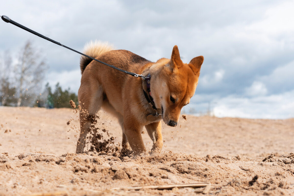 kumsalda sahibi ile dolaşan shiba inu