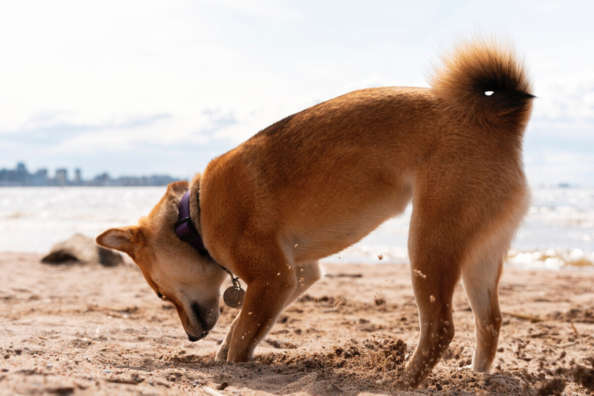 toprağı eşeleyen shiba inu