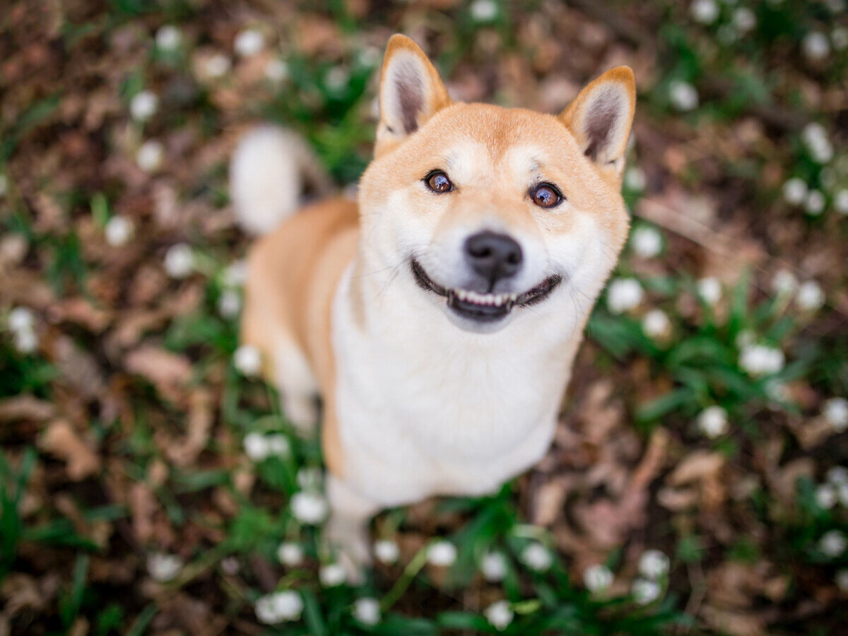 başını havaya doğru kaldırıp gülümser gibi bakan shiba inu