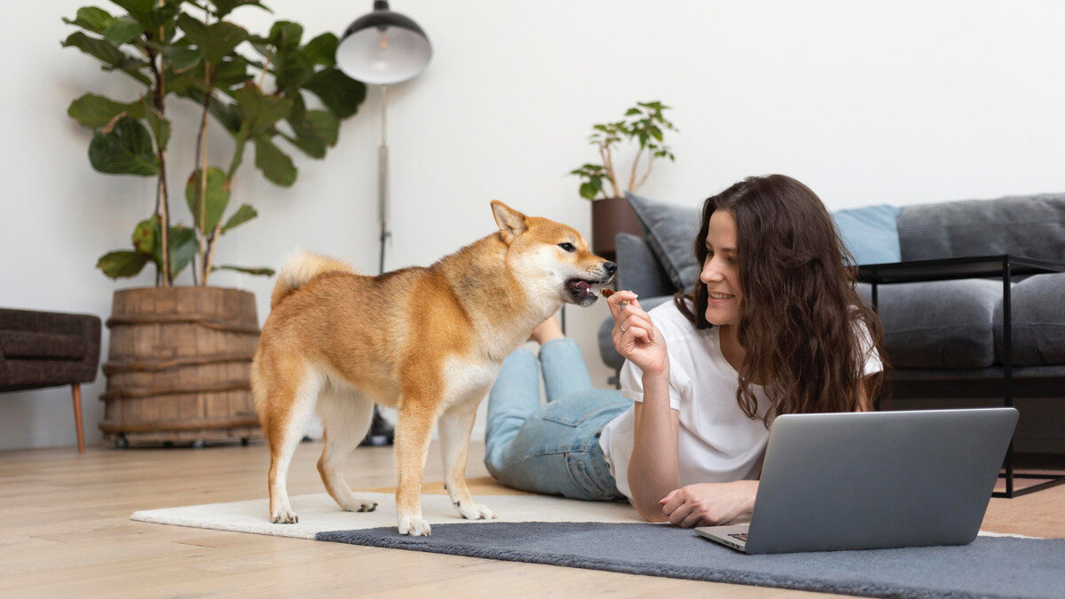 sahibi ile evde zaman geçiren shiba inu