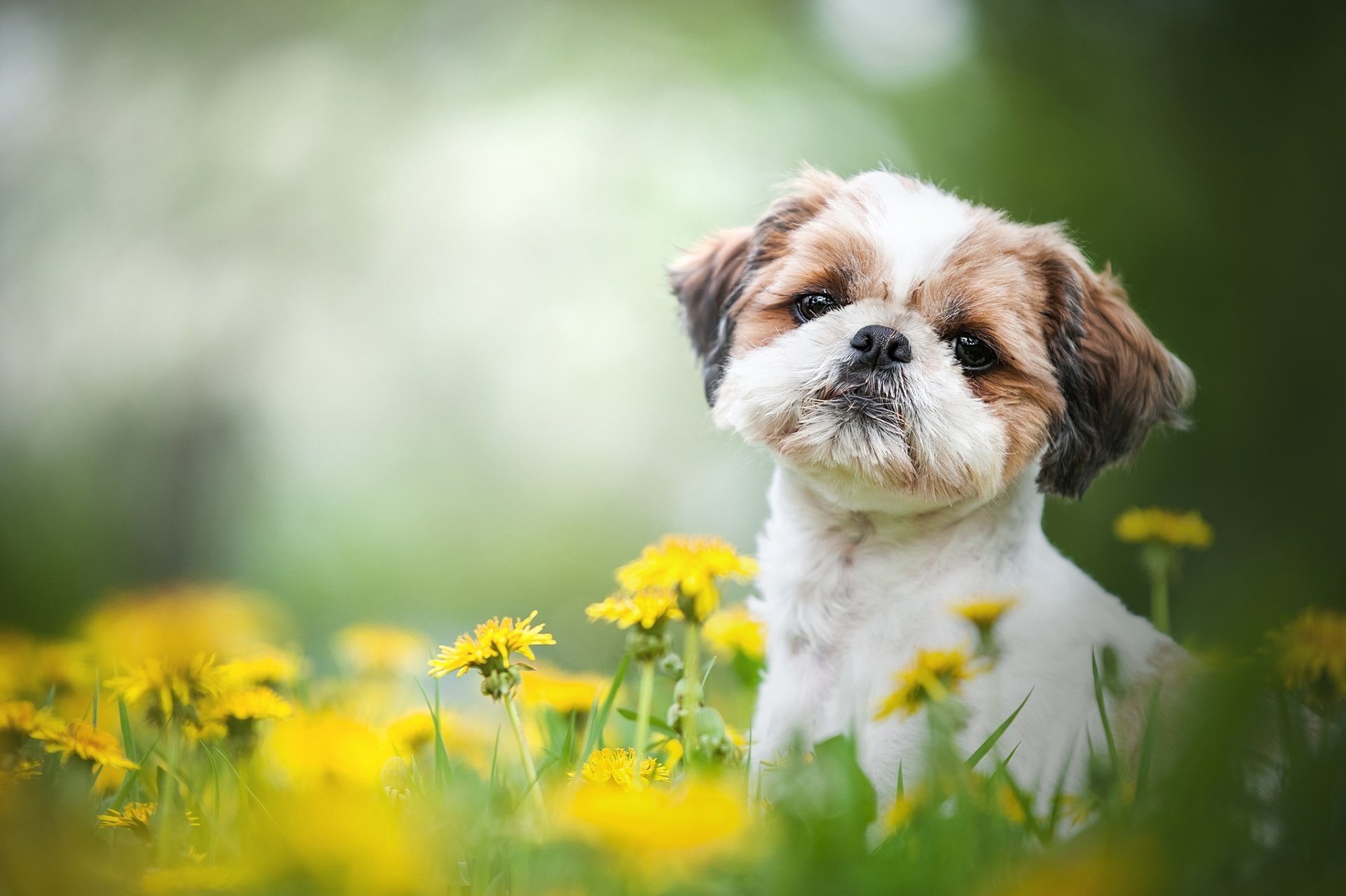 sarı çiçeklerin yanında çimlerde oturan kahverengi beyaz köpek