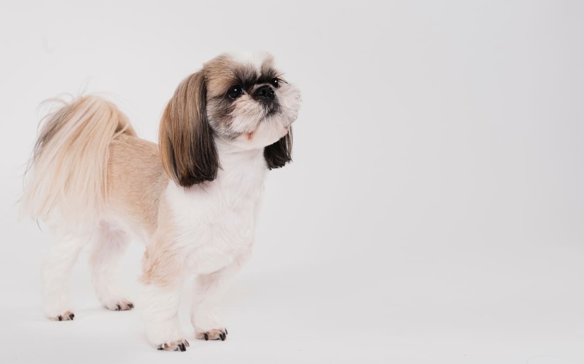 ayakta duran Shih Tzu köpek