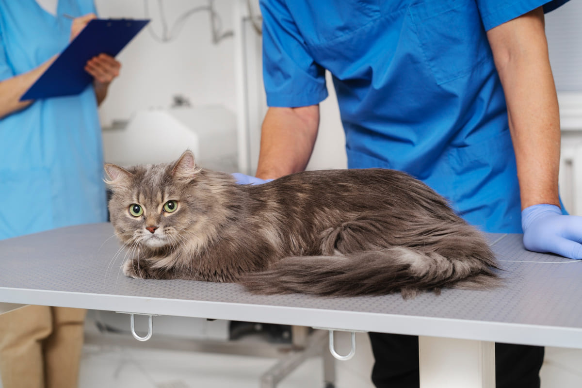 veteriner hekim kliniğinde muayene olan Sibirya kedisi