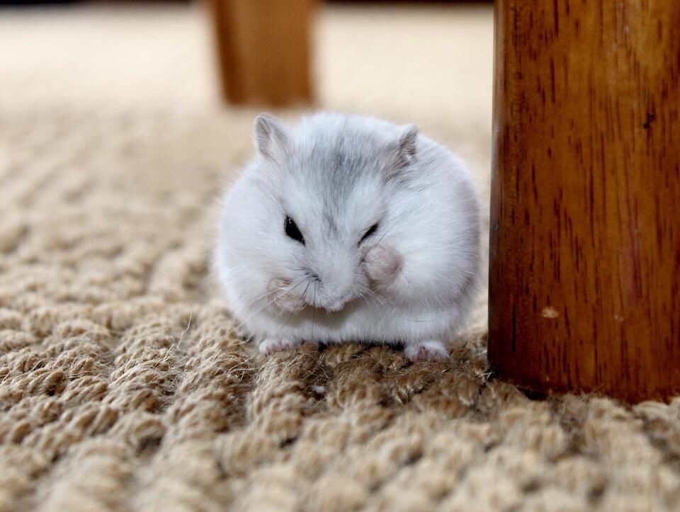 beyaz gri tüylü hamster