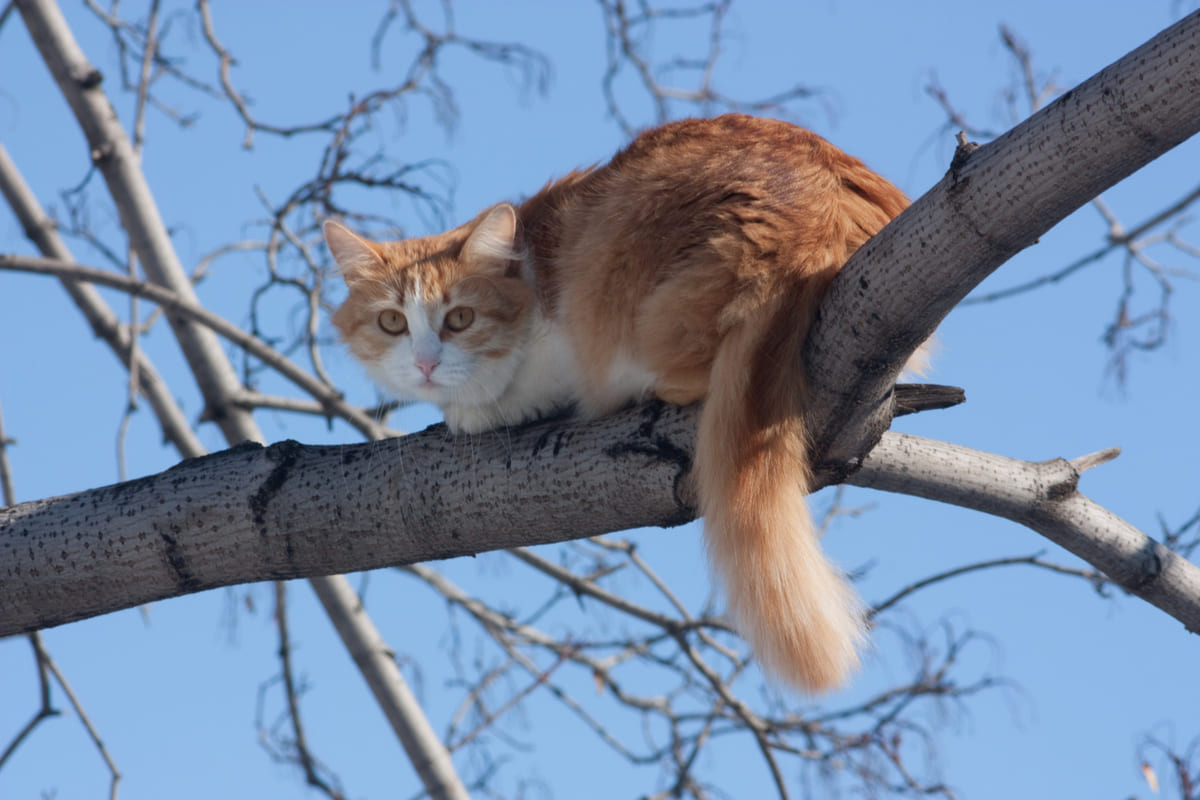 ağaca tırmanmış kedi