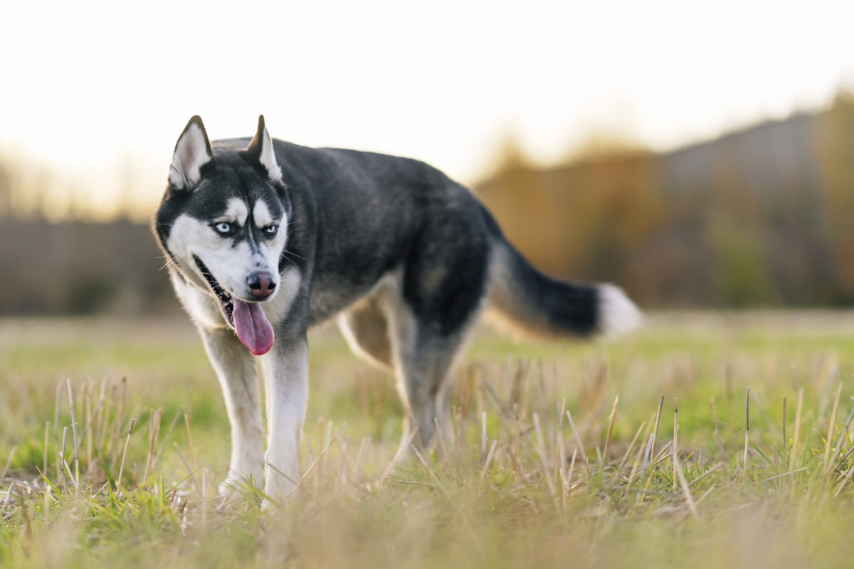 Sibirya kurdu ırkına mensup köpek