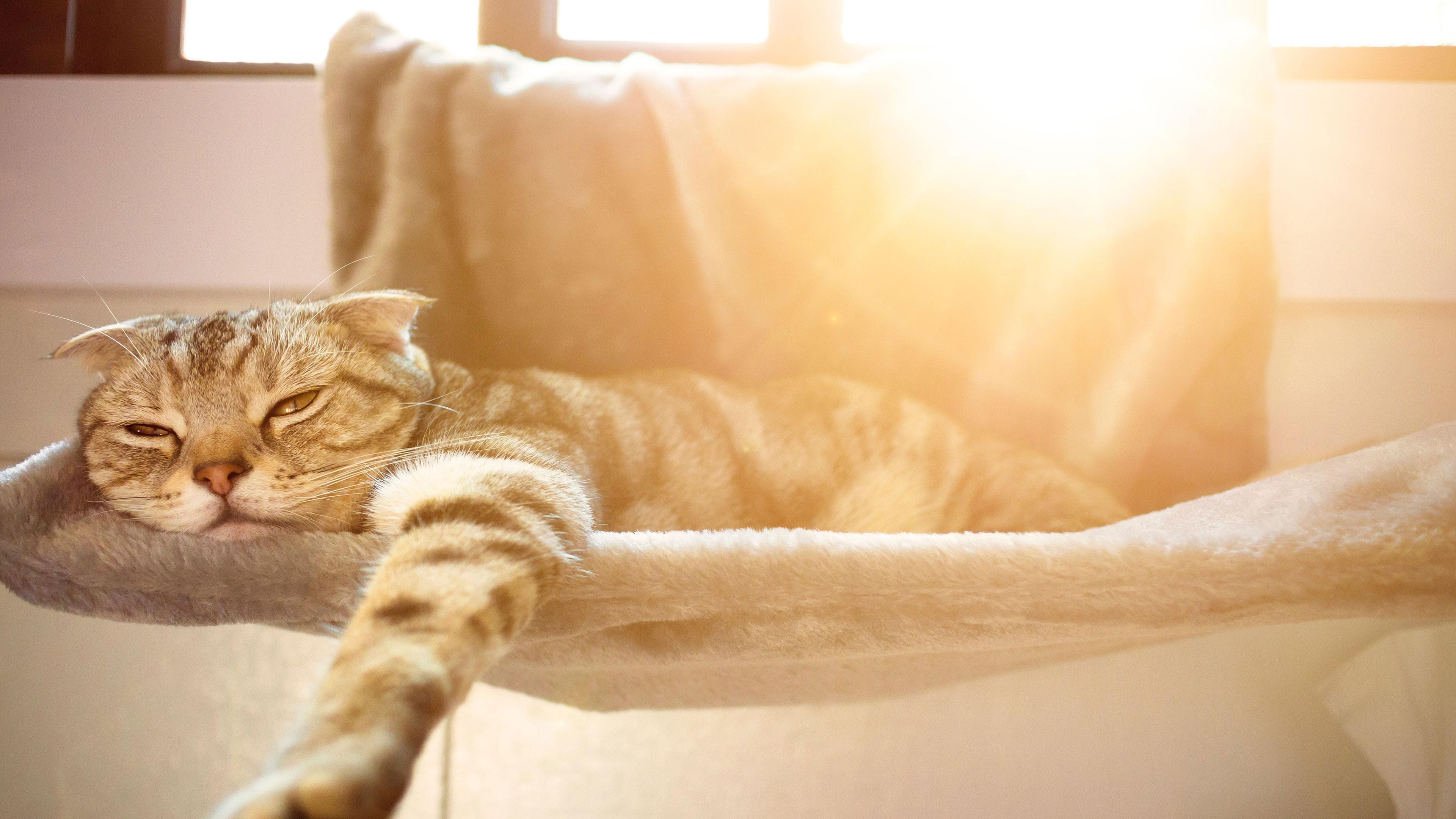güneşe yatan kedi