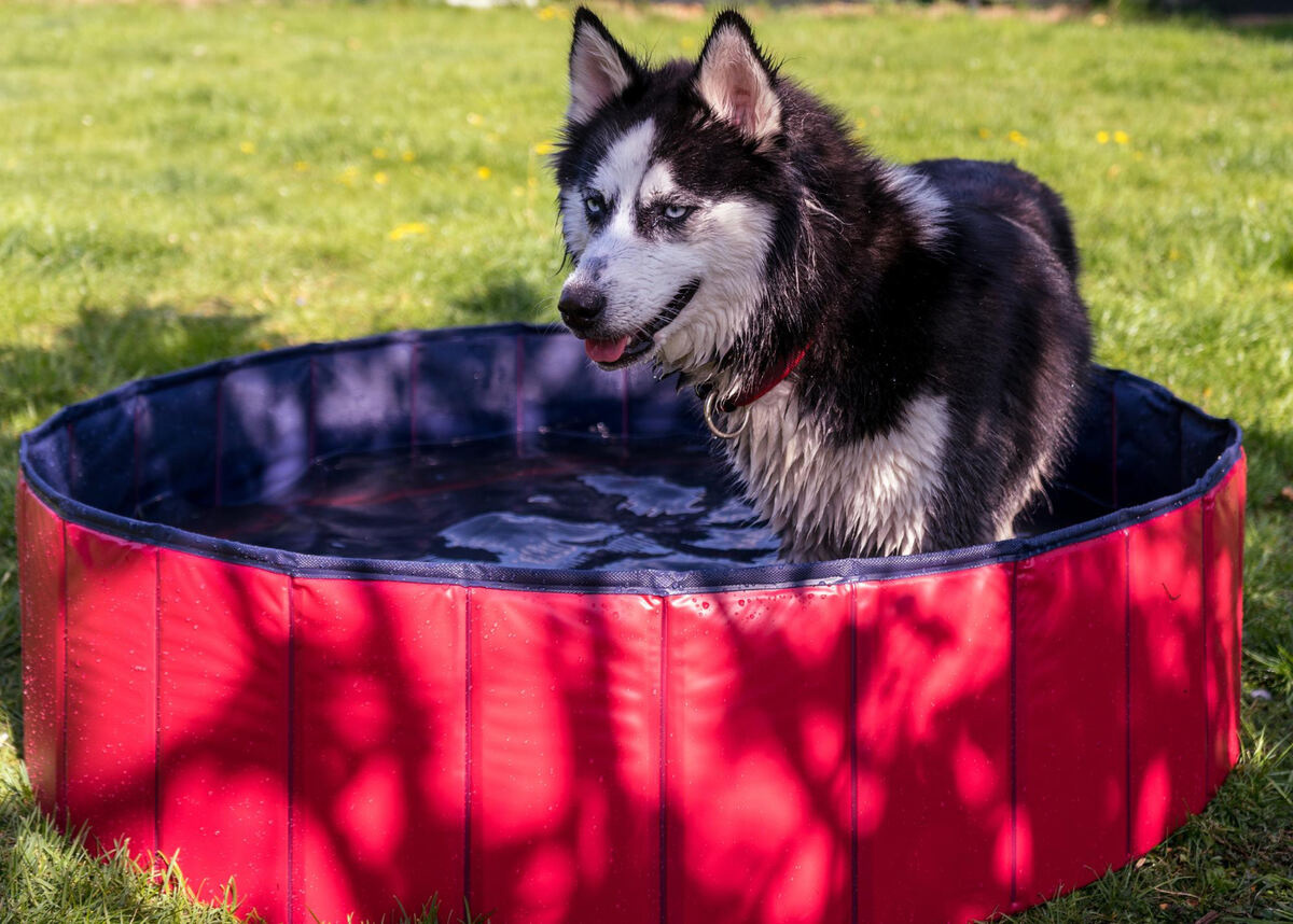 portatif köpek havuzunda serinleyen husky 