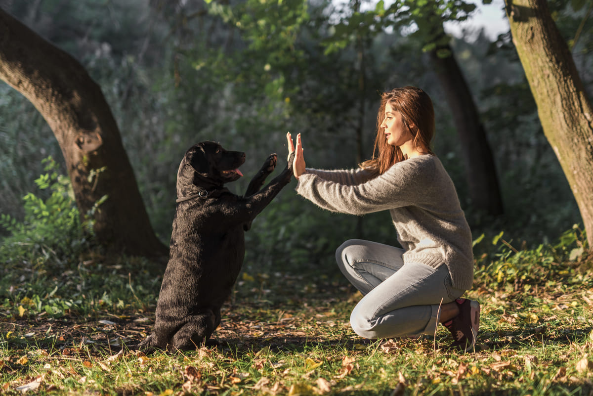 eğitim sürecinde olan siyah köpek