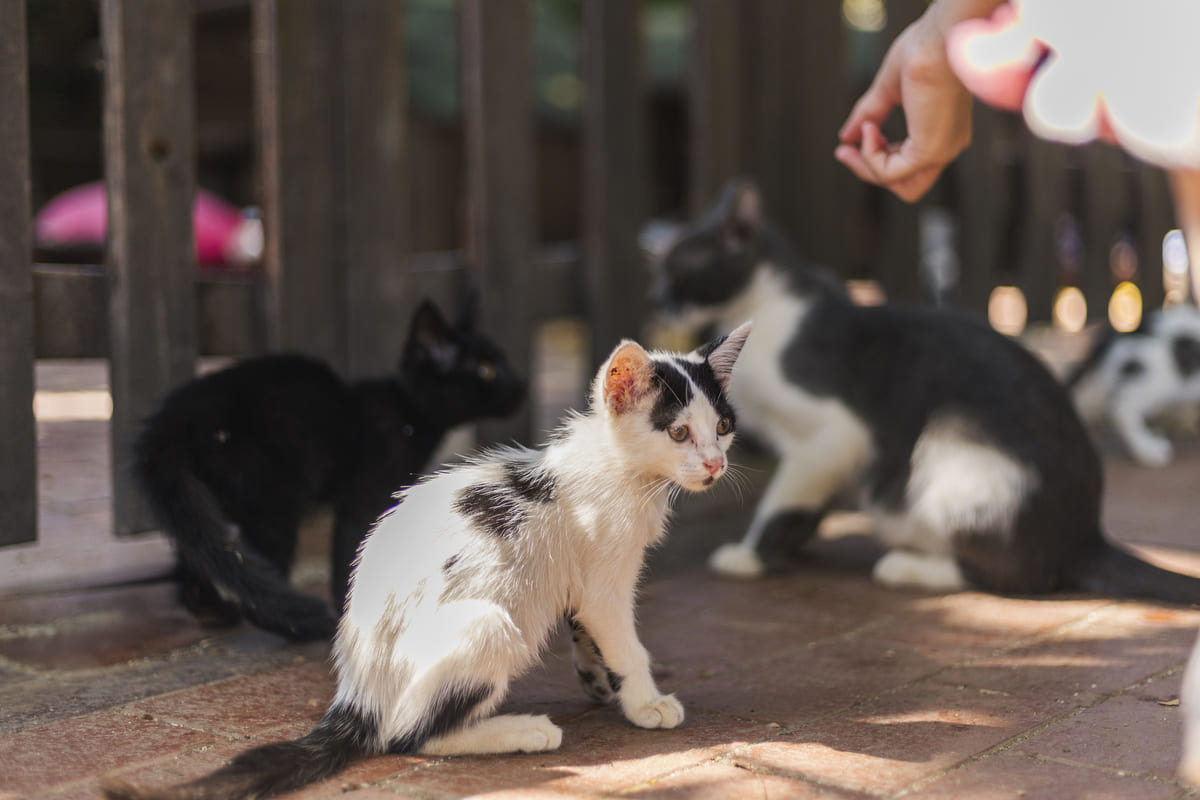 sokak kedileri bir arada