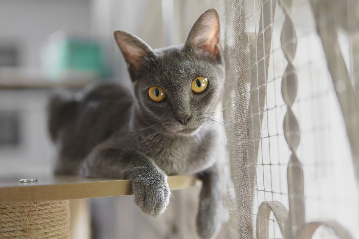 gri kedi tırmalama tahtasının üzerinde oturmuş patilerini sarkıtmış