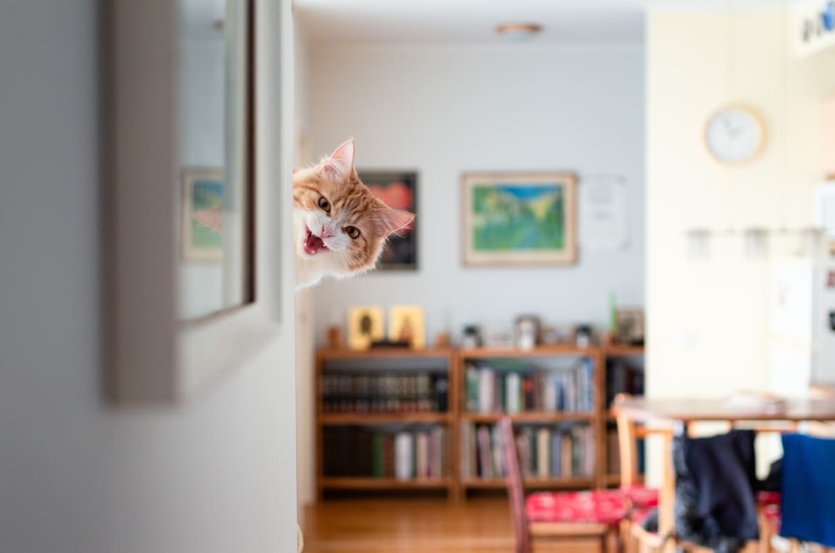 duvarın arkasına saklanıp ortama bakan komik ifadeli kedi