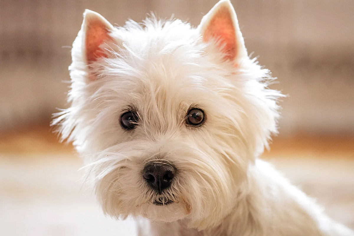 yüzü yakından çekilmiş küçük ırk köpek